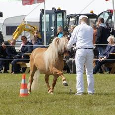 Shetlænder Møllebakkens Albert