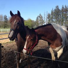 Pinto Casino, Solgt !