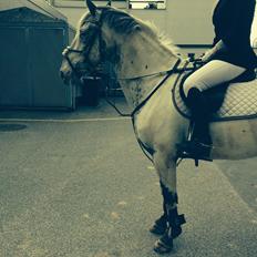 Knabstrupper Rikke Af Dutterup