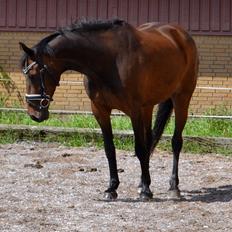 Holstener Niehuuser Camina