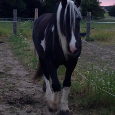 Barockpinto Zoria Moria 