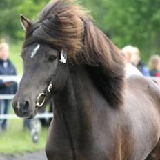 Islænder Orri fra Dalur