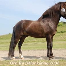 Islænder Orri fra Dalur