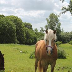 Tyroler Haflinger Stella