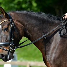 Tysk Sportspony Candy