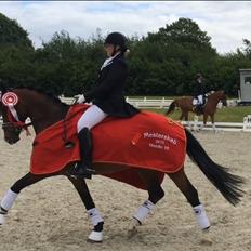 Hollandsk Sportspony Xantal-Jr. A / FEI-pony 
