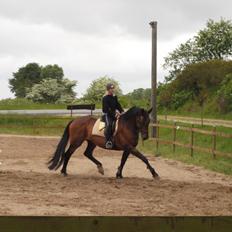 Dansk Varmblod Capriati M.