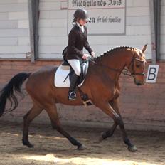 Dansk Varmblod Carneval G