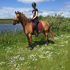 Welsh Partbred (Sec F) Daimler