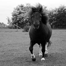 Anden særlig race Prins