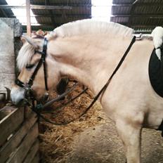 Fjordhest Tabita solgt død 