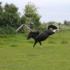Anden særlig race Prins
