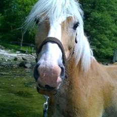 Haflinger Argon
