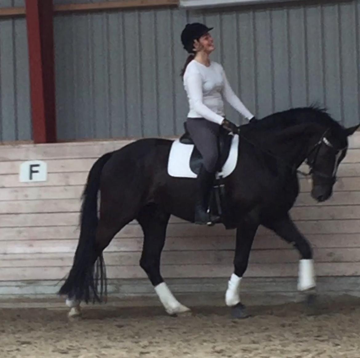 Dansk Varmblod Lyngbakgaard's Narcoh billede 34