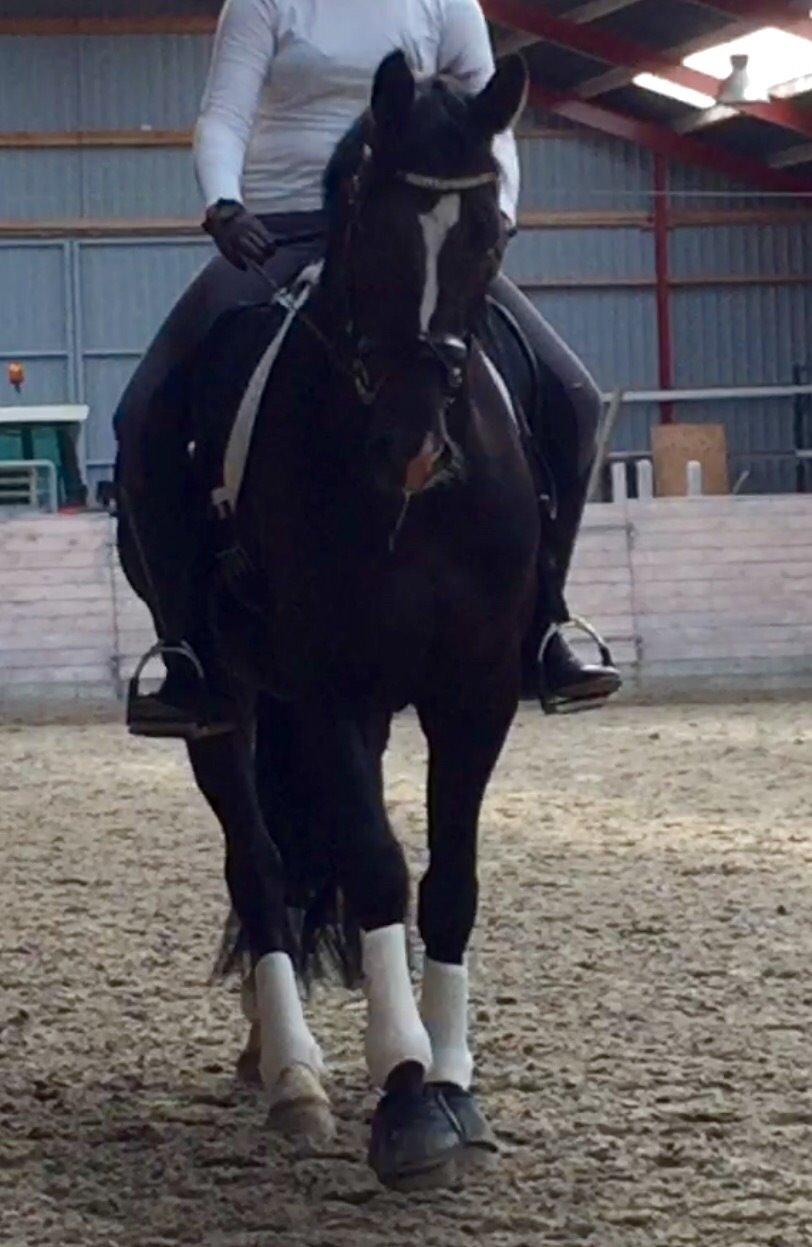 Dansk Varmblod Lyngbakgaard's Narcoh billede 35