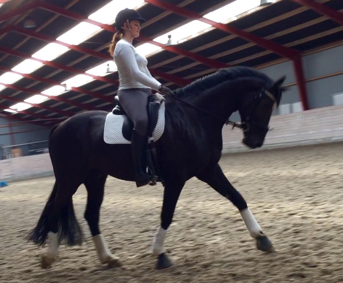 Dansk Varmblod Lyngbakgaard's Narcoh billede 33