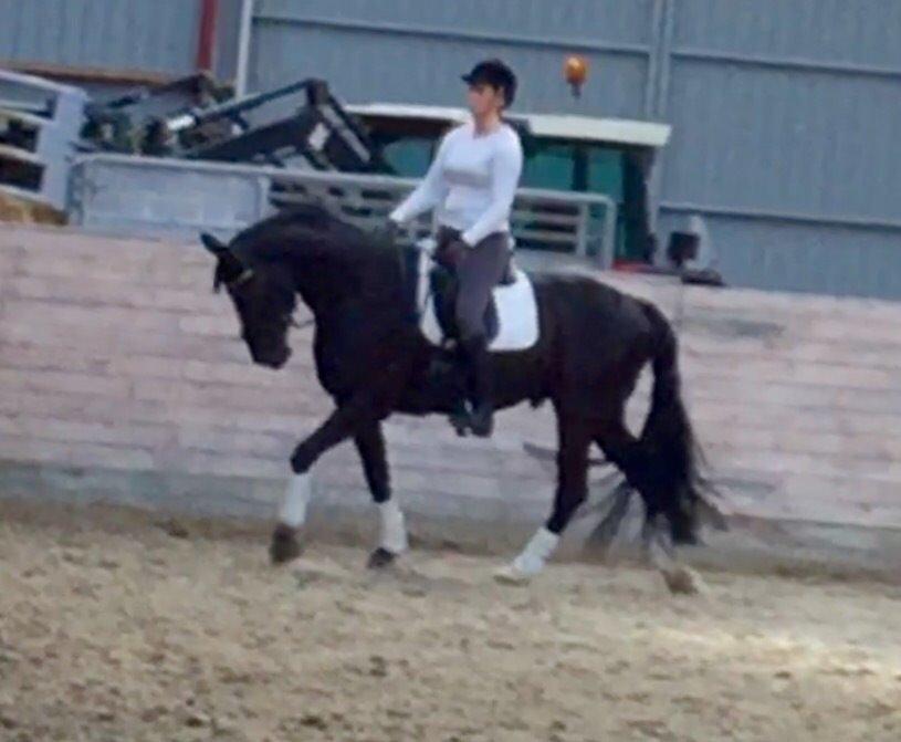 Dansk Varmblod Lyngbakgaard's Narcoh billede 36