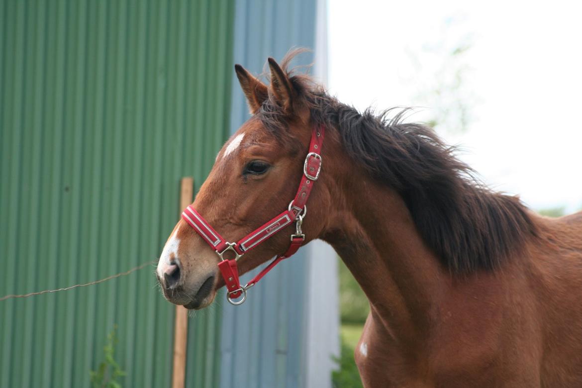 Dansk Varmblod AK's Sukinox Cashmore billede 18