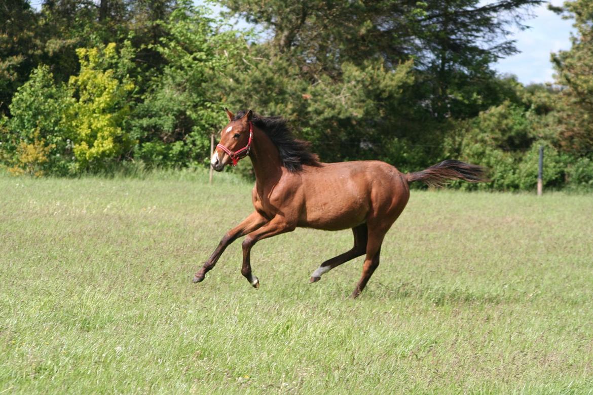 Dansk Varmblod AK's Sukinox Cashmore billede 3