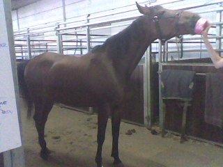 Traver Cindy Vestermarken (Aflivet) (Prinsessen<3) R.I.P billede 21