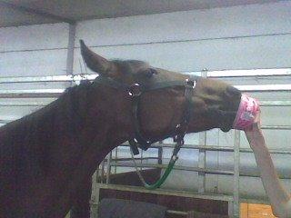 Traver Cindy Vestermarken (Aflivet) (Prinsessen<3) R.I.P - Hmm sliksten billede 2