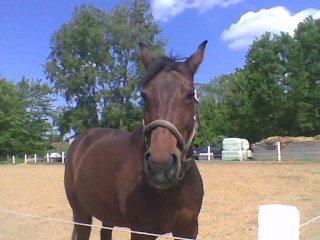 Traver Cindy Vestermarken (Aflivet) (Prinsessen<3) R.I.P billede 4