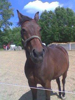 Traver Cindy Vestermarken (Aflivet) (Prinsessen<3) R.I.P billede 22