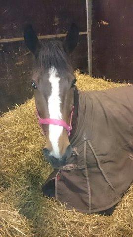 Dansk Varmblod Ravnskovs Legolas billede 2