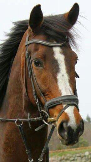 Dansk Varmblod Ravnskovs Legolas billede 3