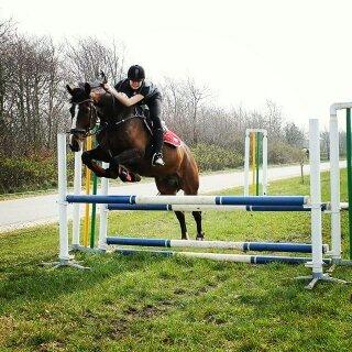 Dansk Varmblod Ravnskovs Legolas billede 4