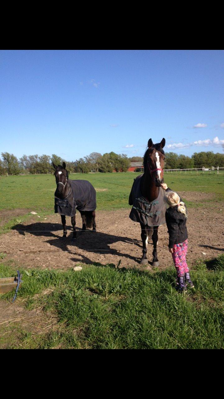 Dansk Varmblod Ravnskovs Legolas billede 5