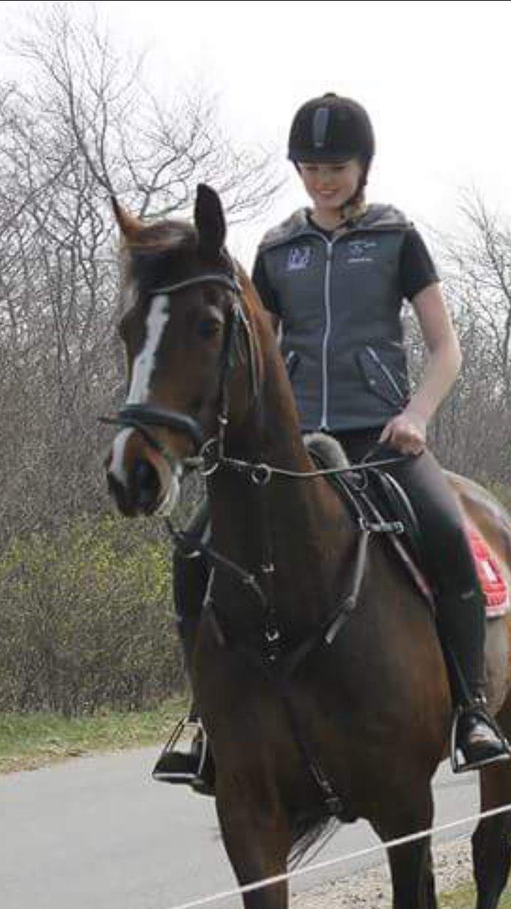 Dansk Varmblod Ravnskovs Legolas billede 1