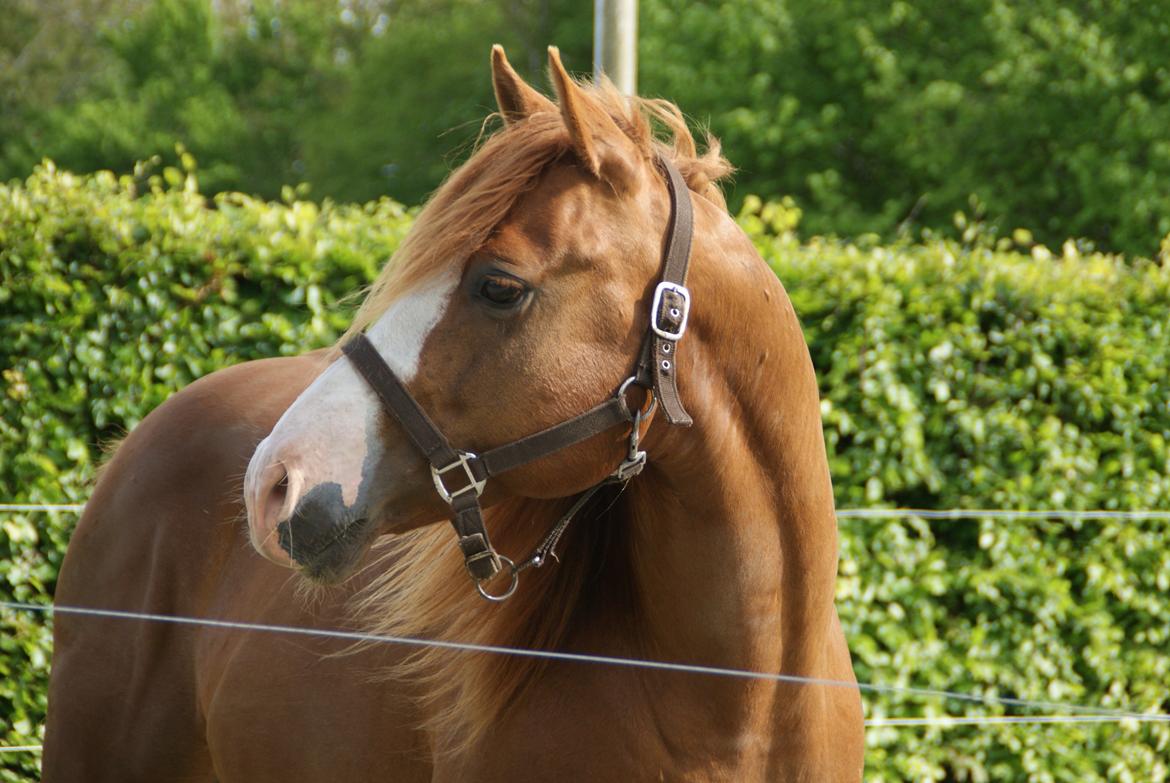 Paint Felix billede 13