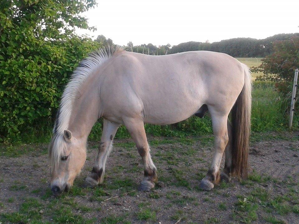 Fjordhest Østerskov's Dundee billede 1