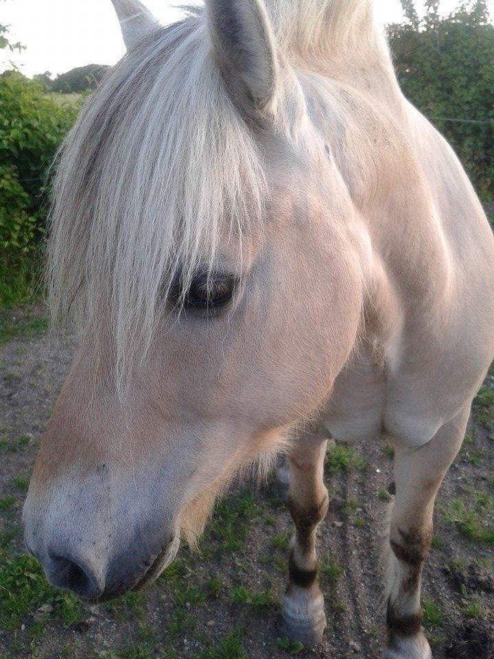 Fjordhest Østerskov's Dundee billede 3