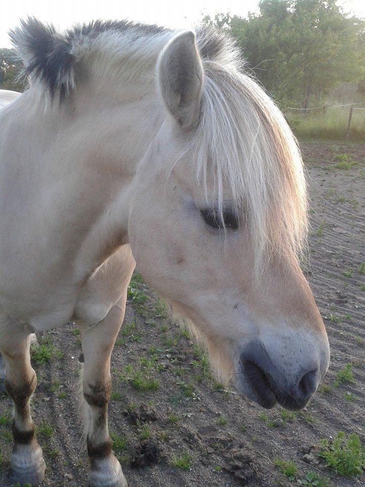 Fjordhest Østerskov's Dundee billede 2