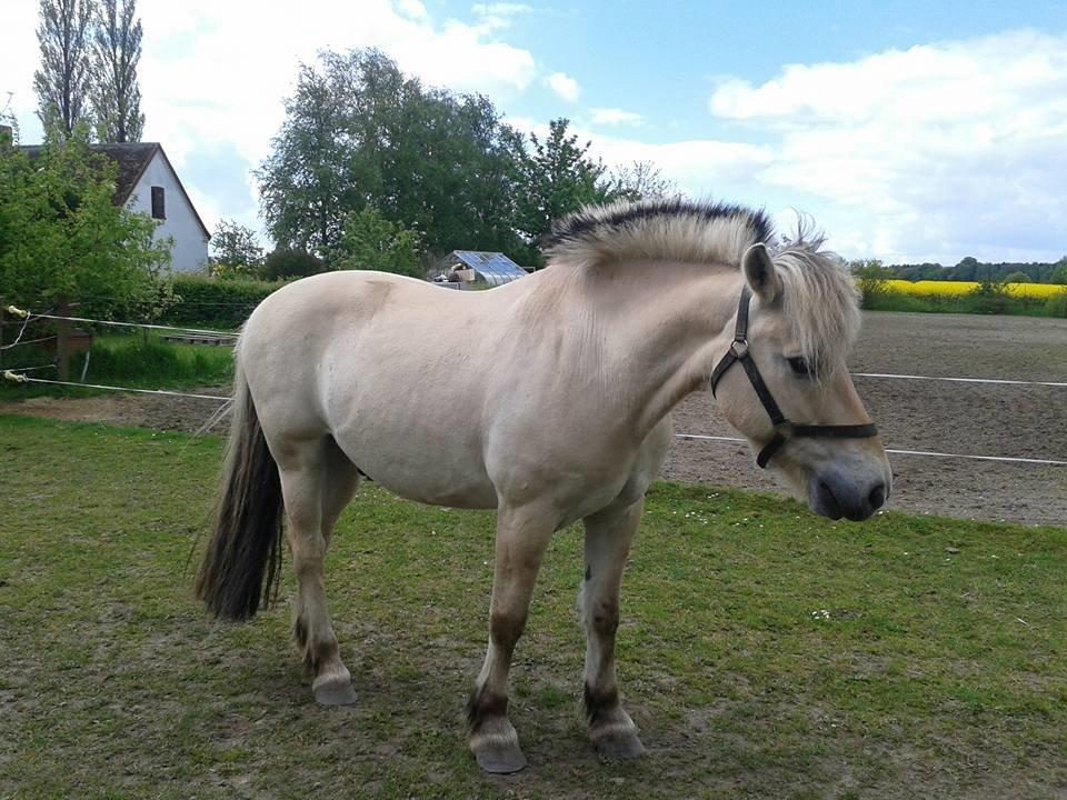 Fjordhest Østerskov's Dundee billede 5