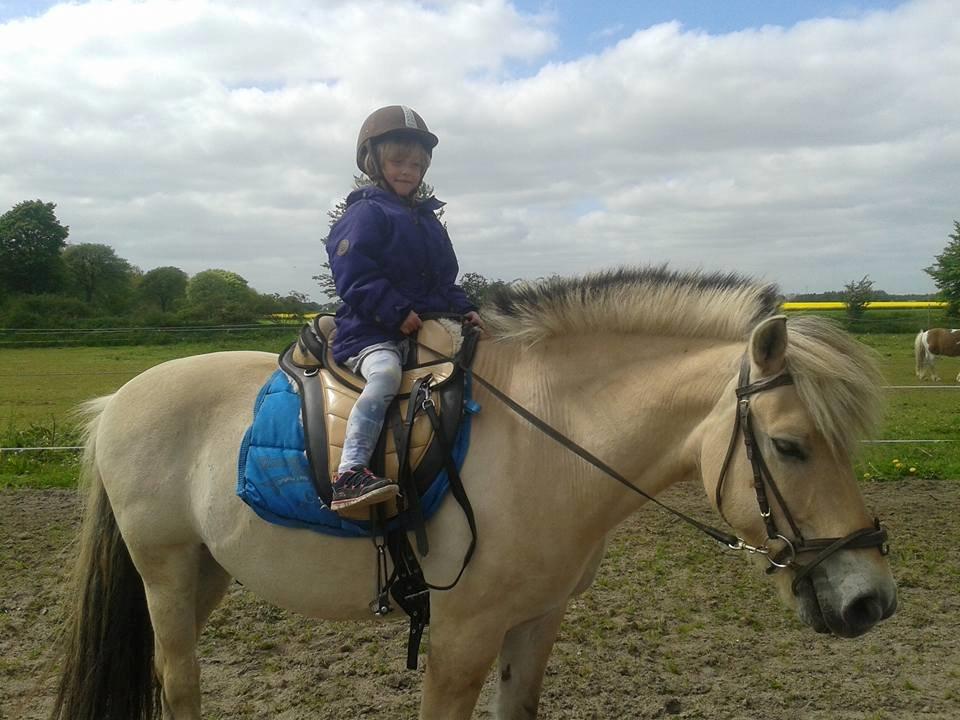 Fjordhest Østerskov's Dundee billede 6