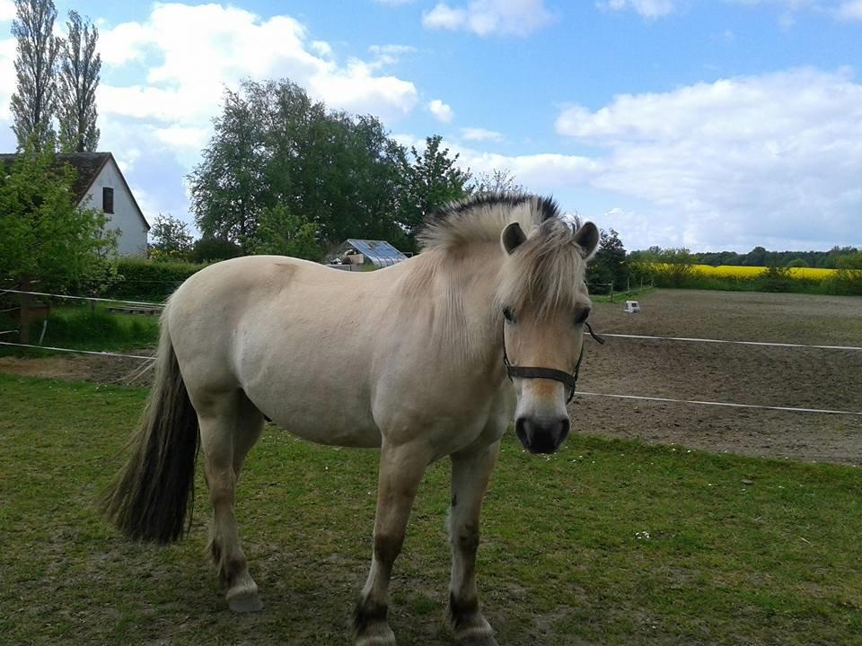 Fjordhest Østerskov's Dundee billede 4