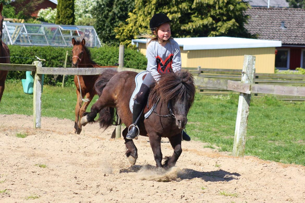 Shetlænder Elvira - Elvira elsker at ride stærkt og være fræk - Maj 2015 billede 17