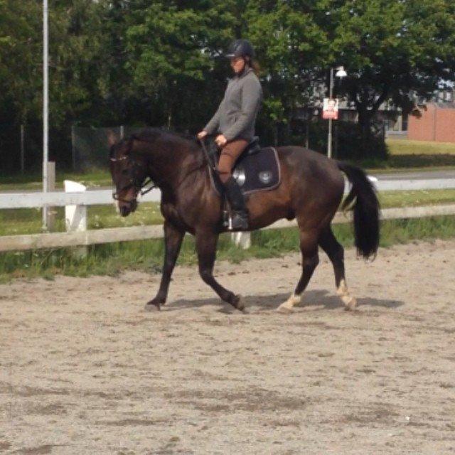 Oldenborg Højskovens Tinto  - Bassen har jo gået LA billede 5