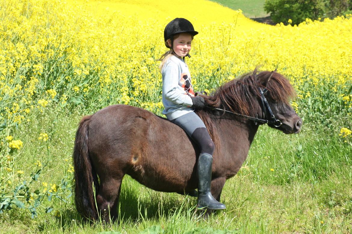 Shetlænder Elvira - Luna og Elvira - Maj 2015 billede 8