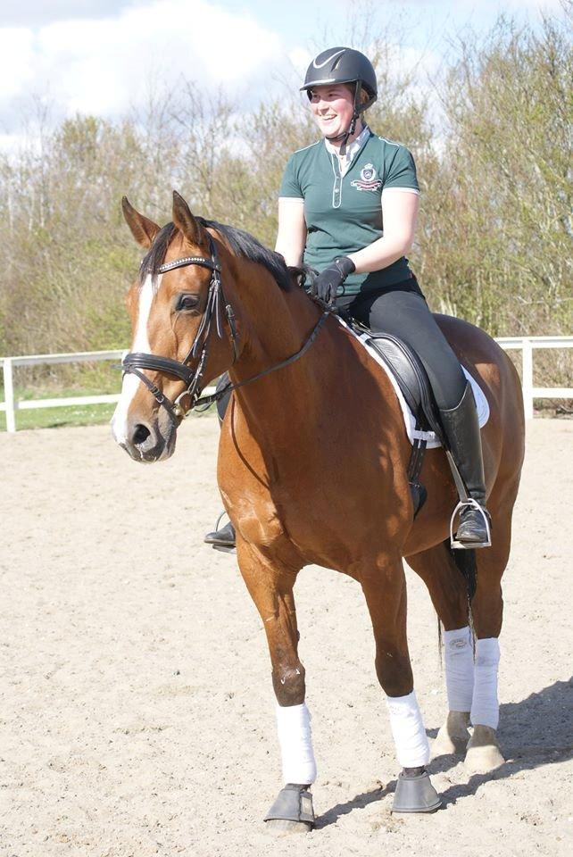 Dansk Varmblod Landanos billede 5