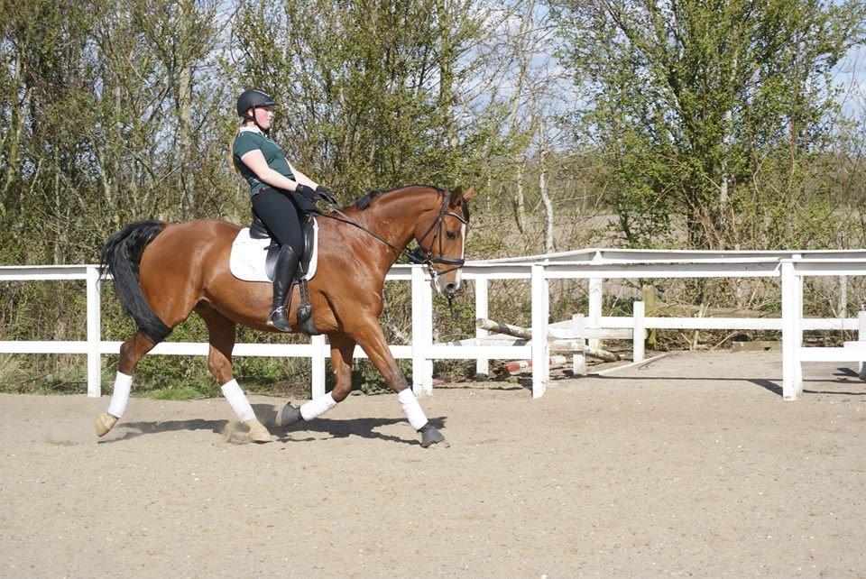 Dansk Varmblod Landanos billede 7