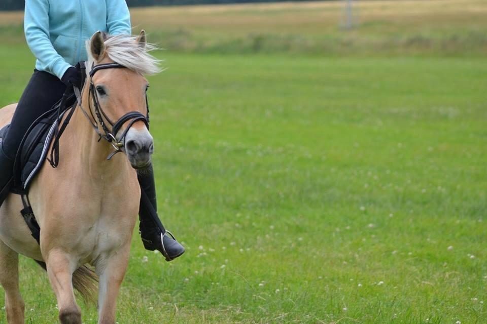 Fjordhest Møllevejs Troja (Malou) billede 4