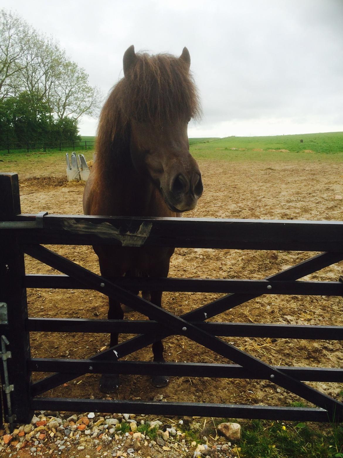 Islænder Sæta fra Intrup billede 10
