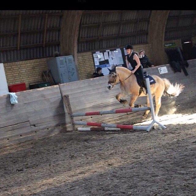 Fjordhest Bob - spring på prinsen💕 billede 1