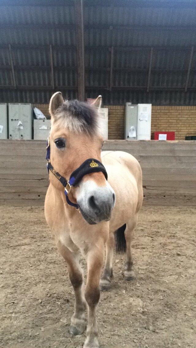 Fjordhest Bob billede 2