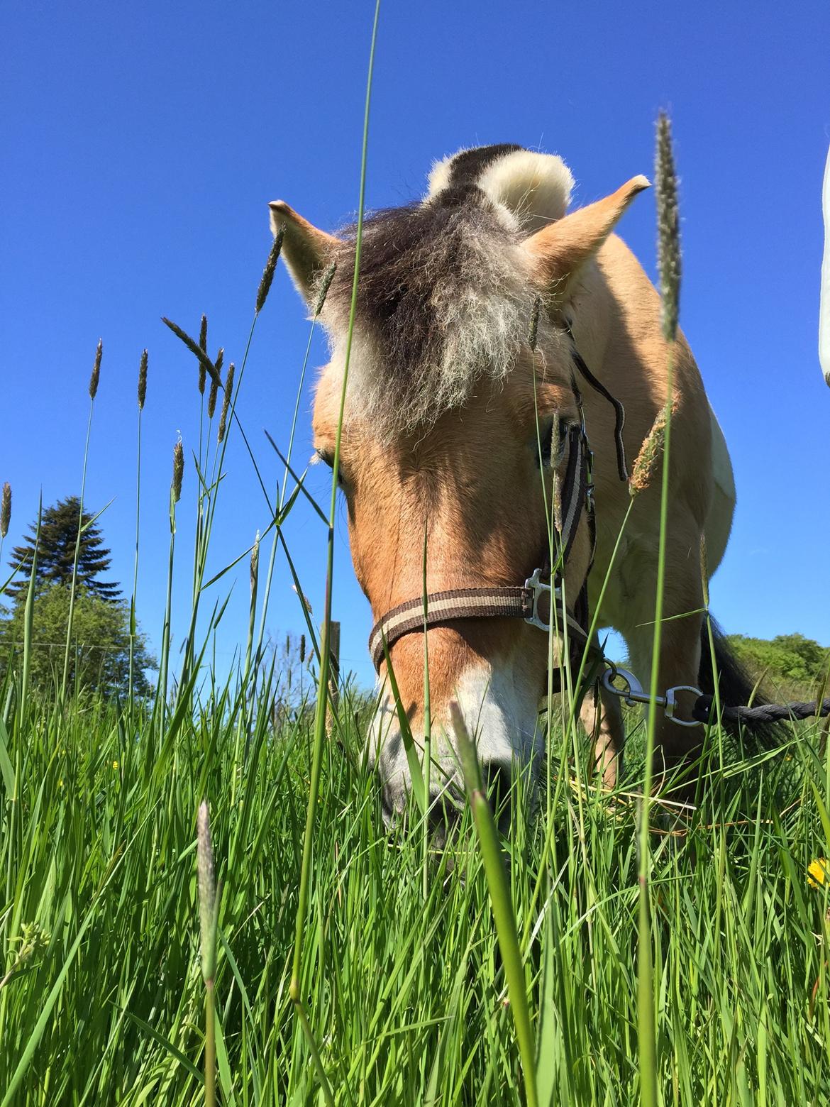 Fjordhest Bob billede 3