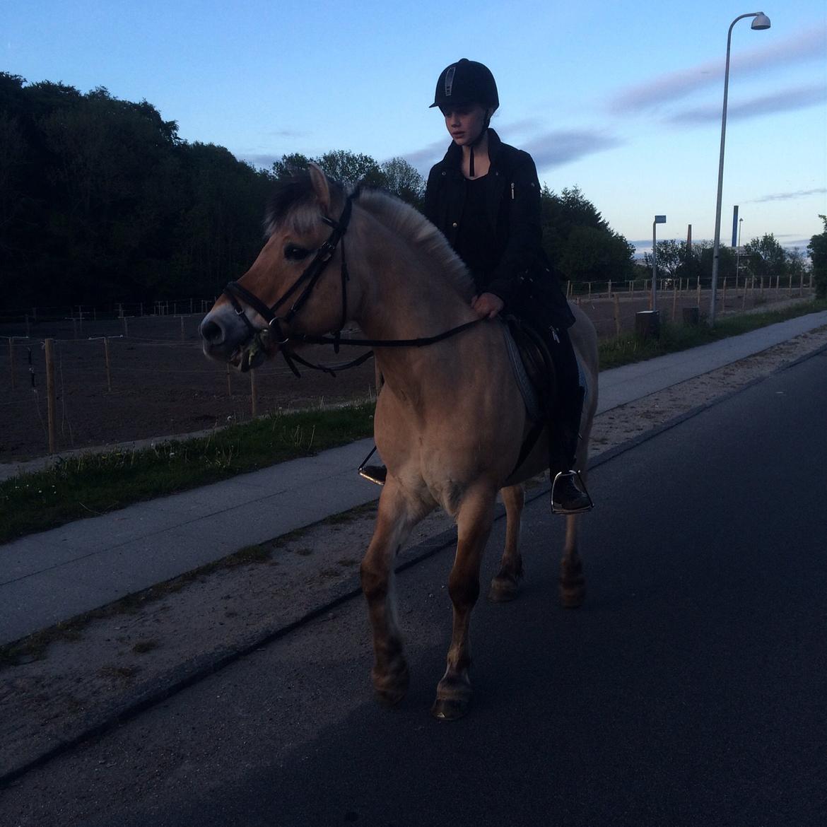 Fjordhest Bob - tur på bøllen billede 5